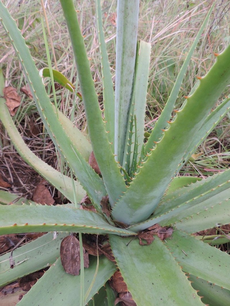 Aloe christianii photo 2