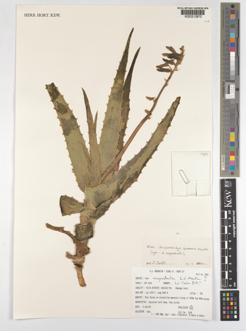 Aloe chrysostachys