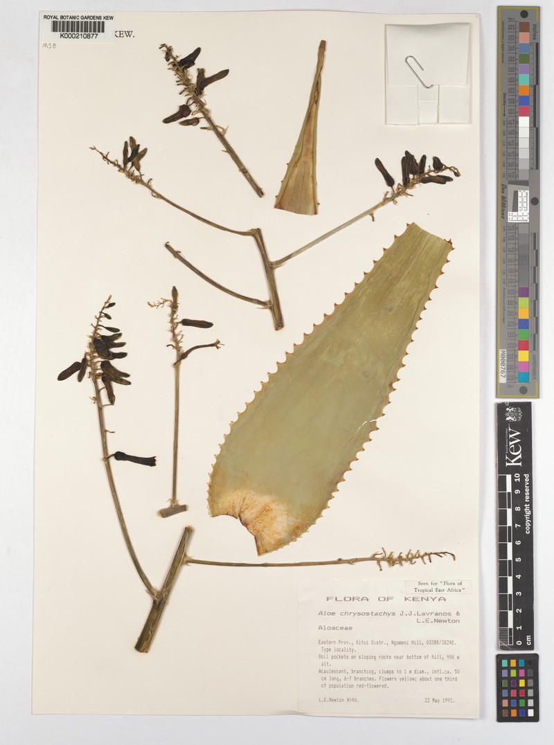 Aloe chrysostachys photo 3