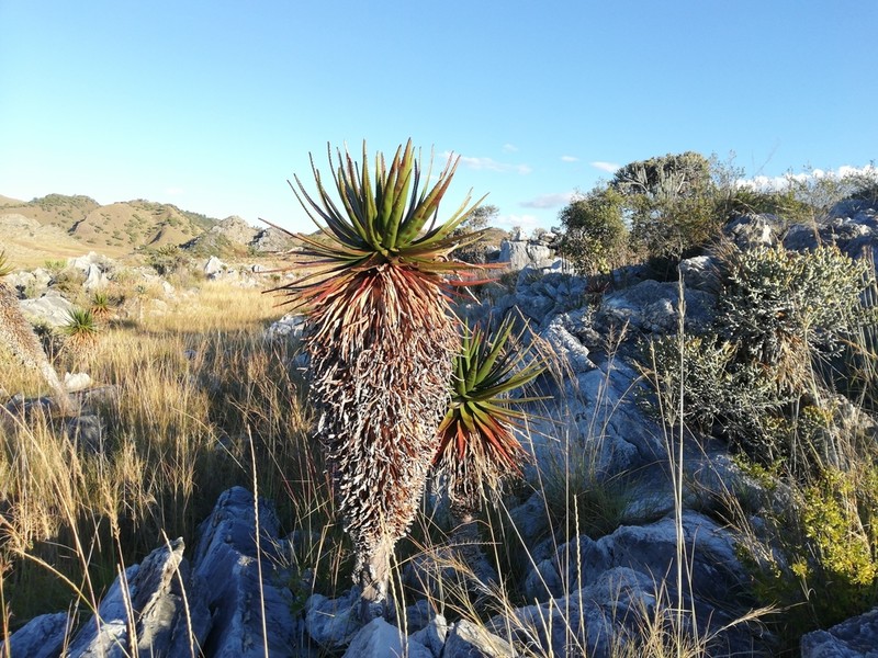 Aloe cipolinicola