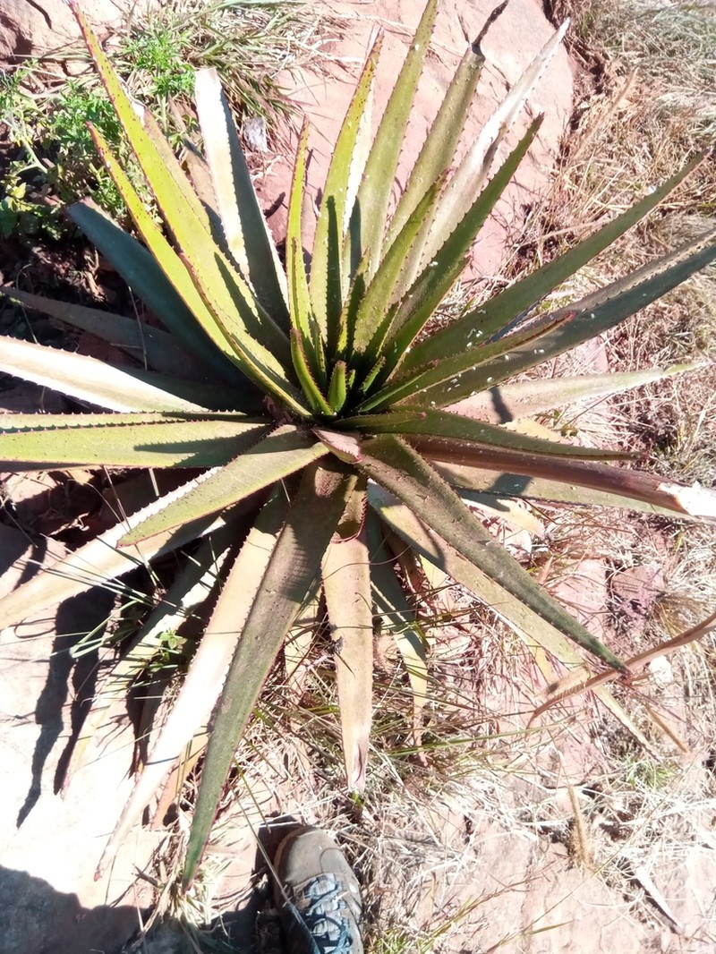 Aloe cipolinicola photo 3