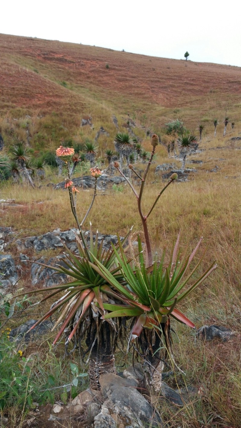 Aloe cipolinicola photo 4