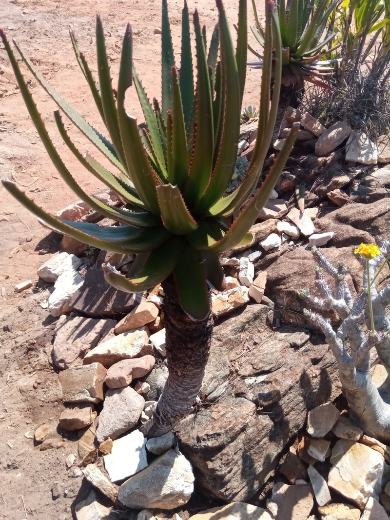 Aloe cipolinicola photo 5