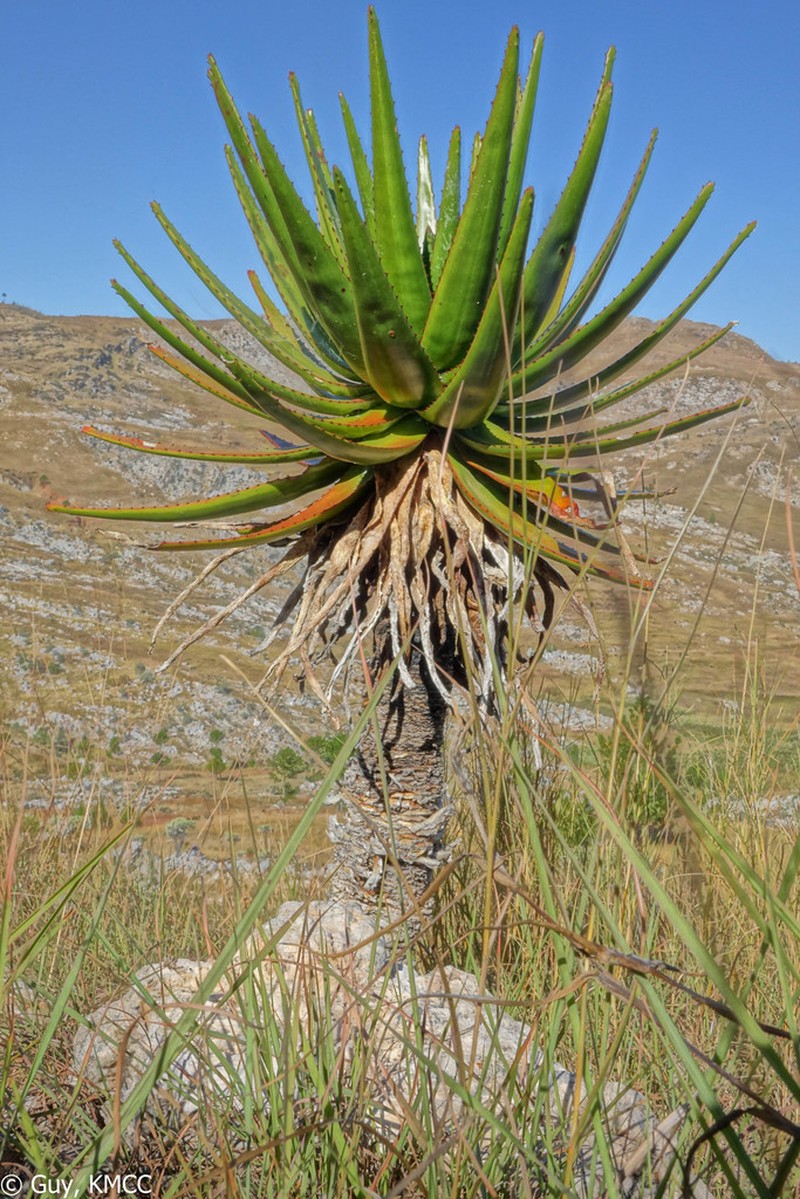 Aloe cipolinicola photo 6