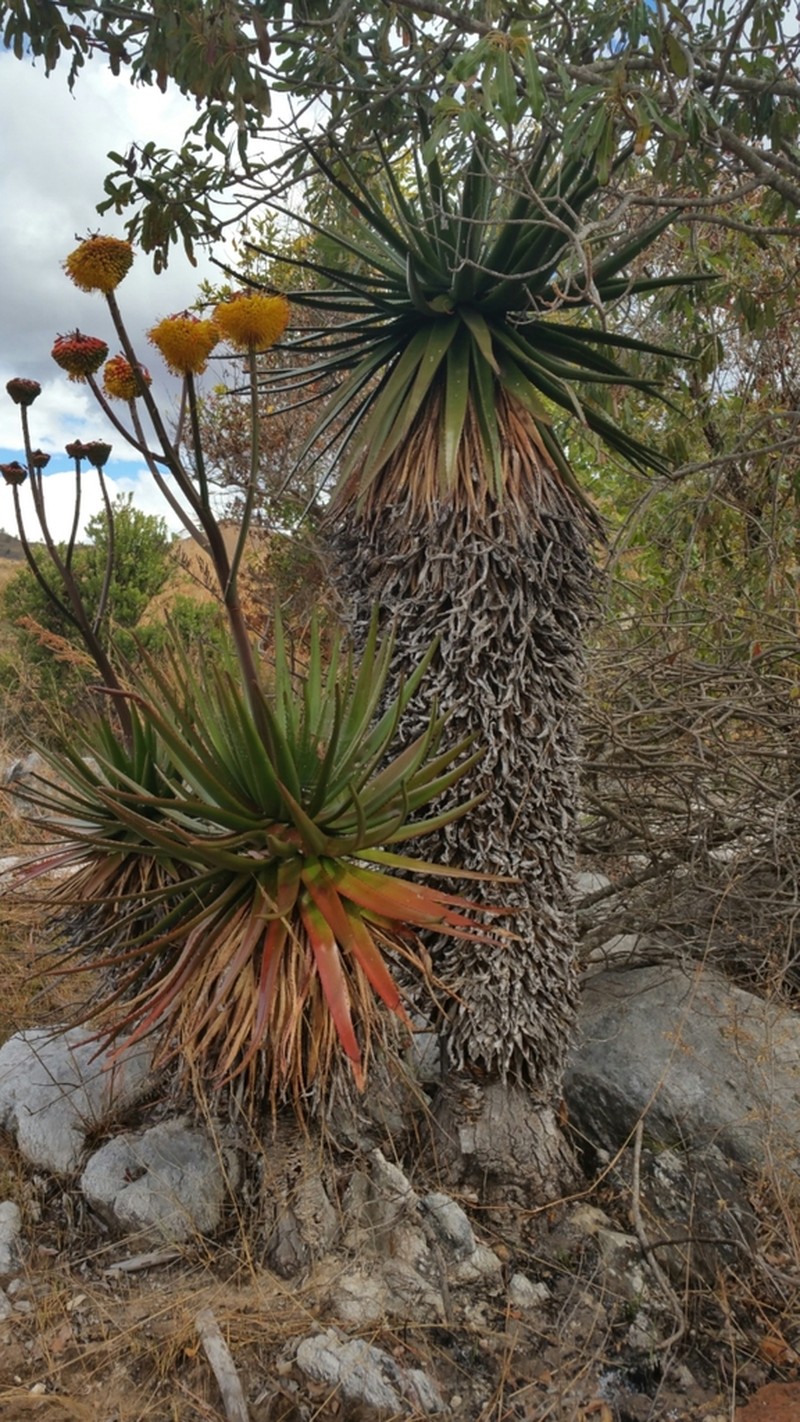 Aloe cipolinicola photo 7