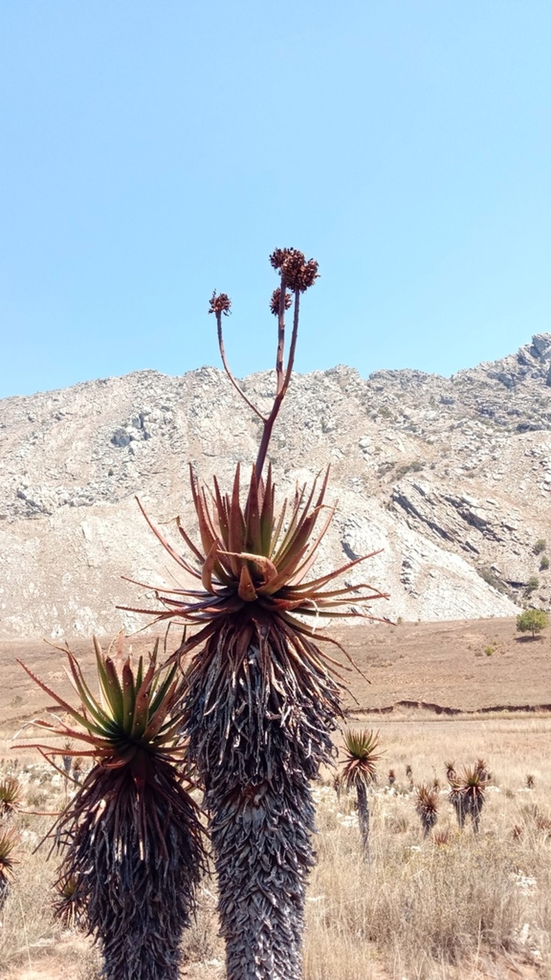 Aloe cipolinicola photo 8