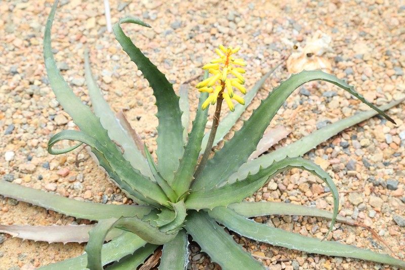 Aloe citrea