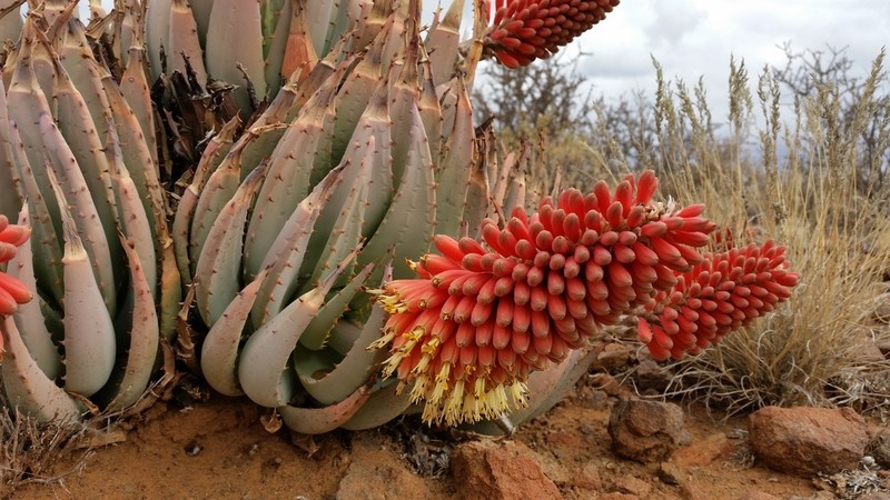 Aloe claviflora photo 2
