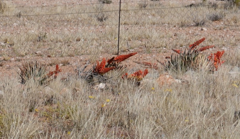 Aloe claviflora photo 3