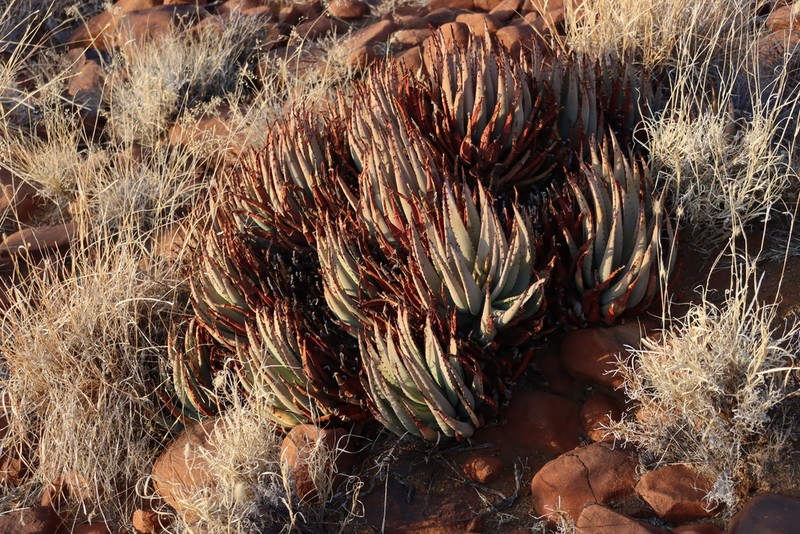 Aloe claviflora photo 4