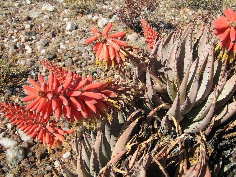 Aloe claviflora photo 5