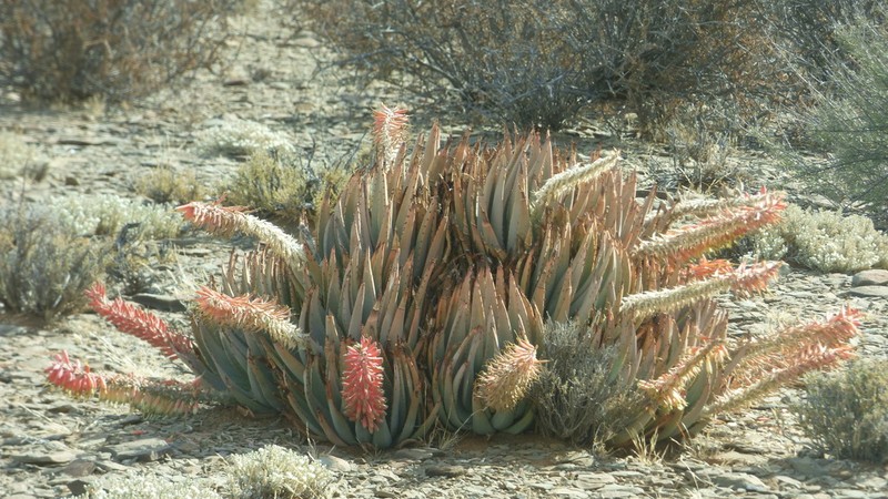 Aloe claviflora photo 6