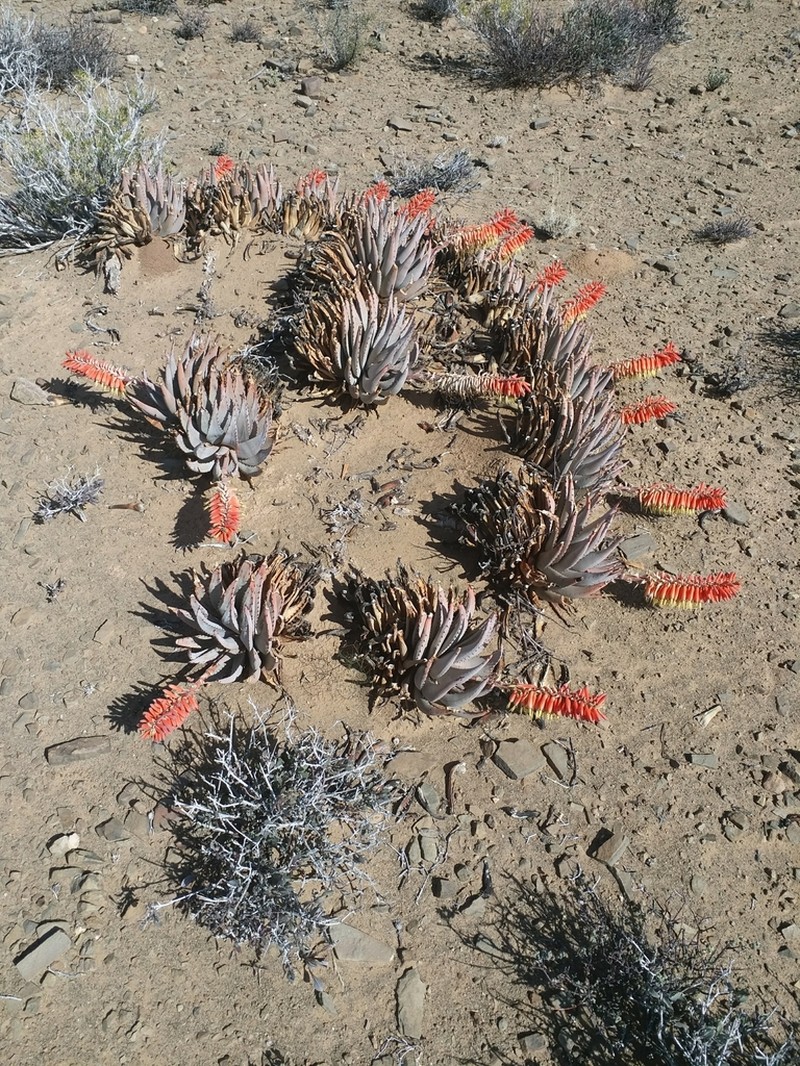 Aloe claviflora photo 7