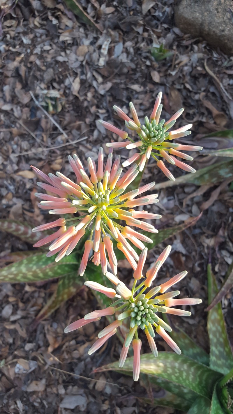 Aloe collina photo 2