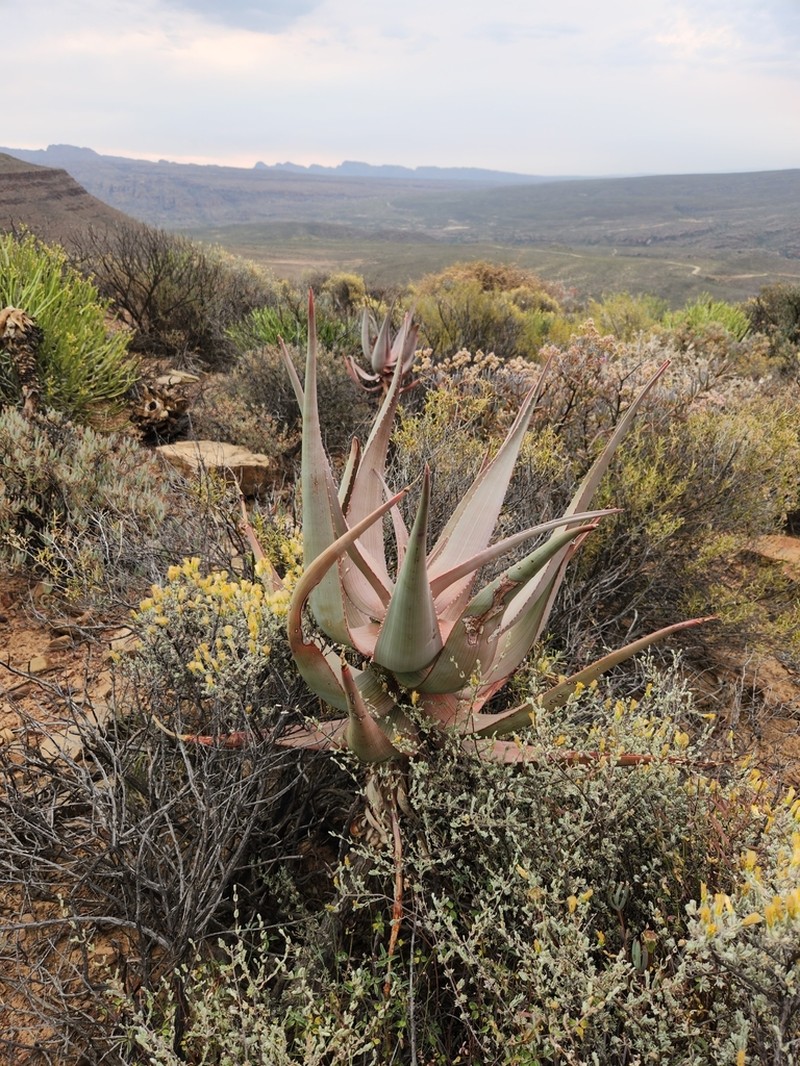Aloe comosa photo 3