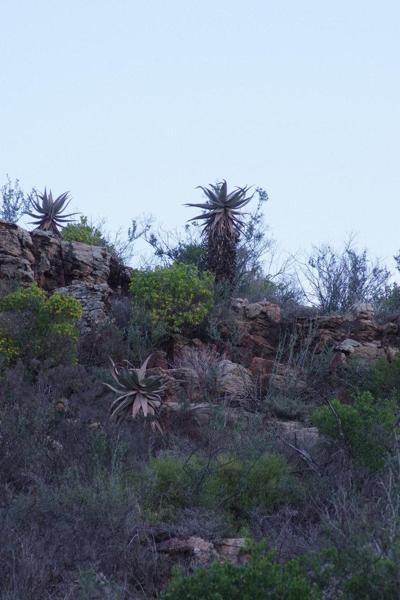 Aloe comosa photo 4