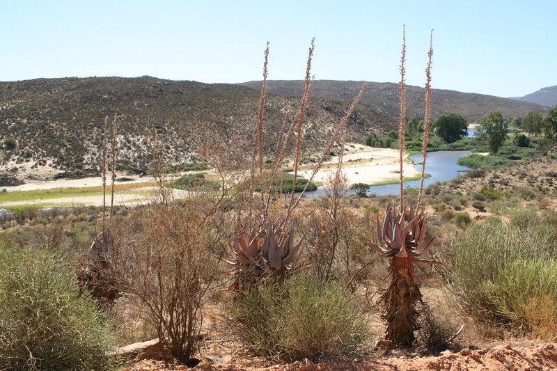 Aloe comosa photo 6