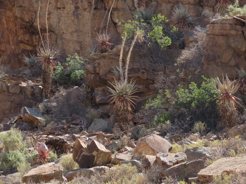 Aloe comosa photo 7