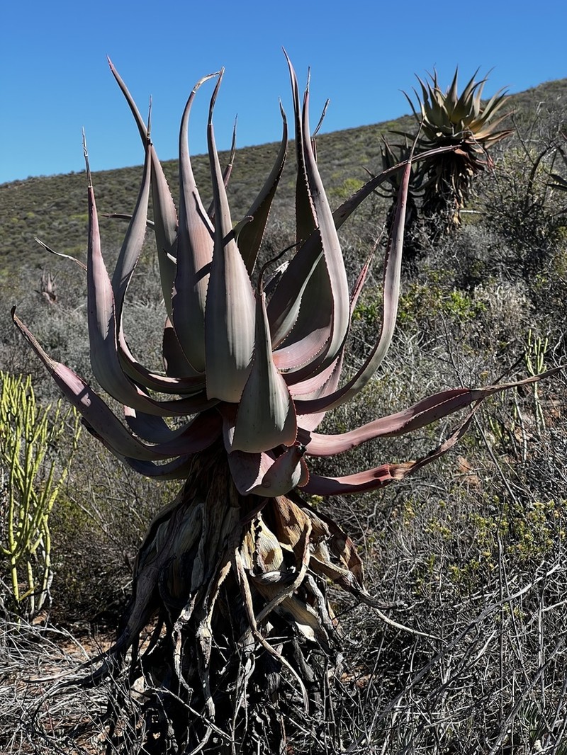 Aloe comosa photo 8