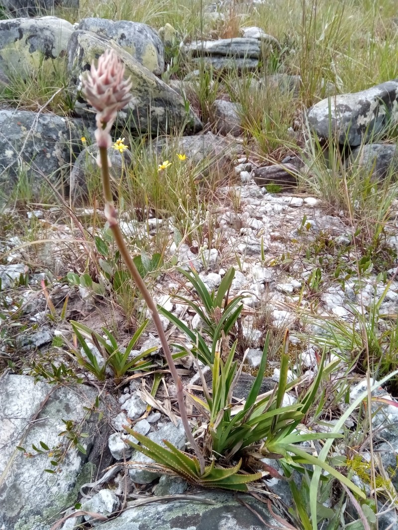 Aloe compressa