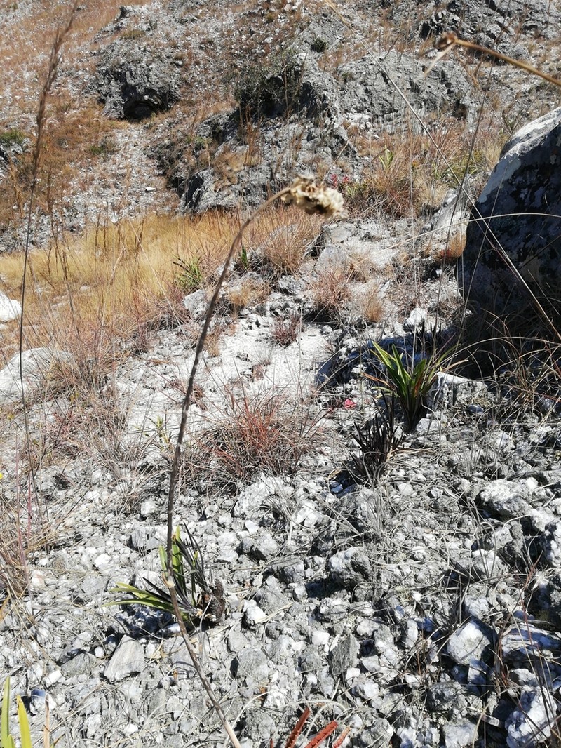 Aloe compressa photo 2