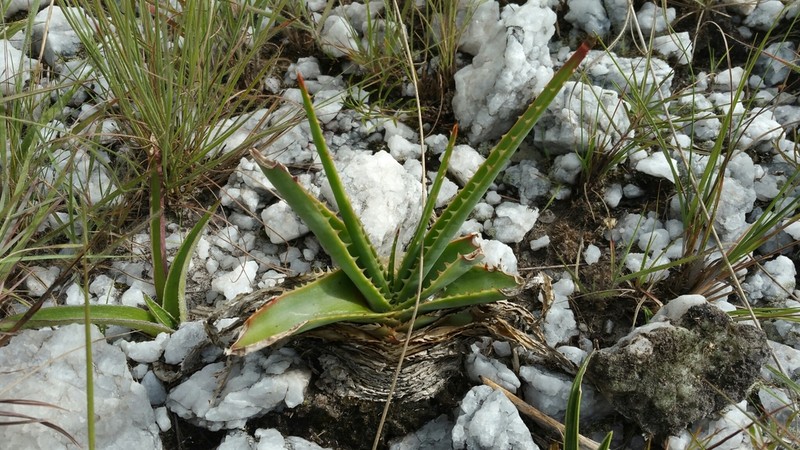 Aloe compressa photo 3