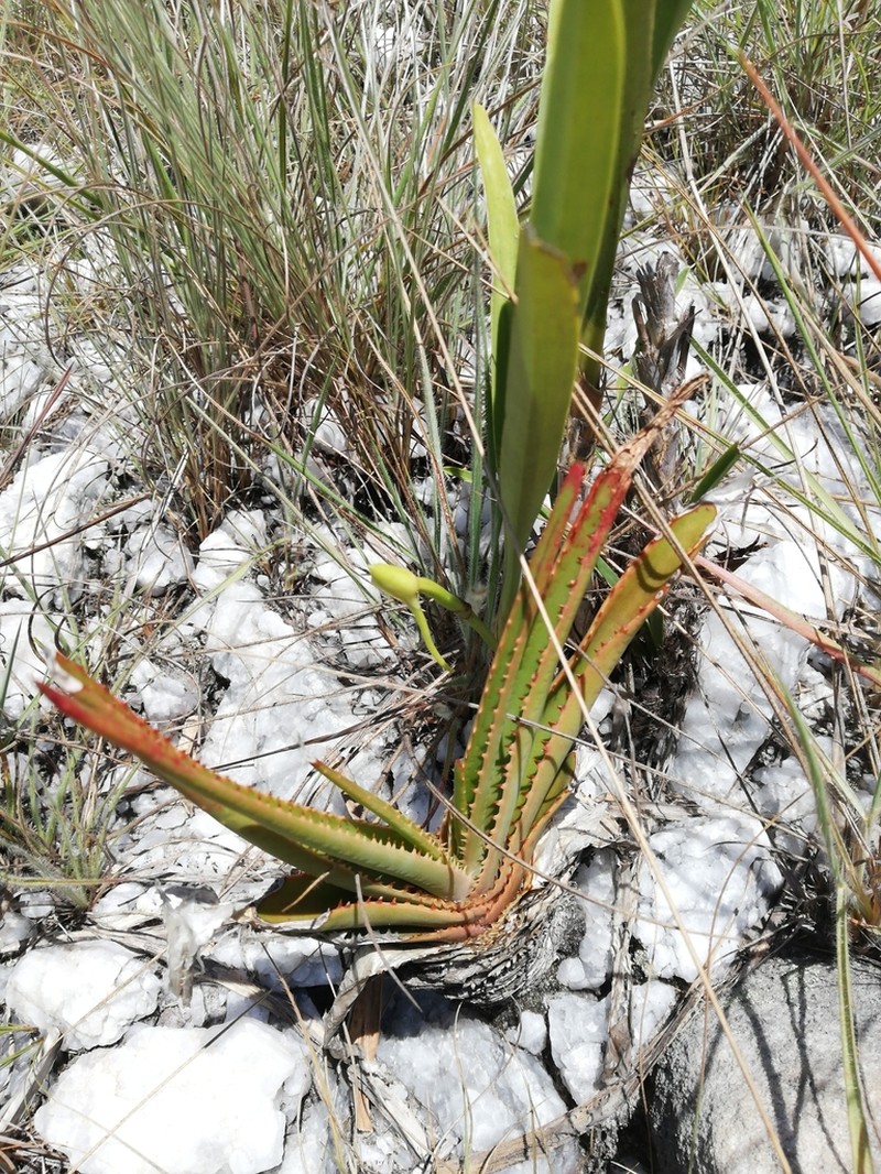 Aloe compressa photo 4