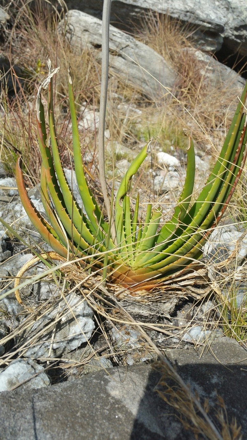 Aloe compressa photo 5