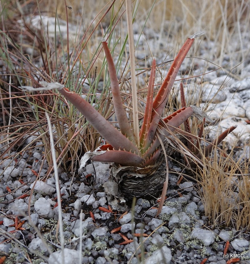 Aloe compressa photo 6
