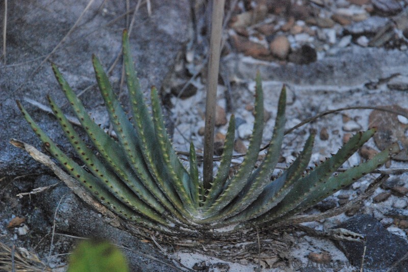 Aloe compressa photo 7
