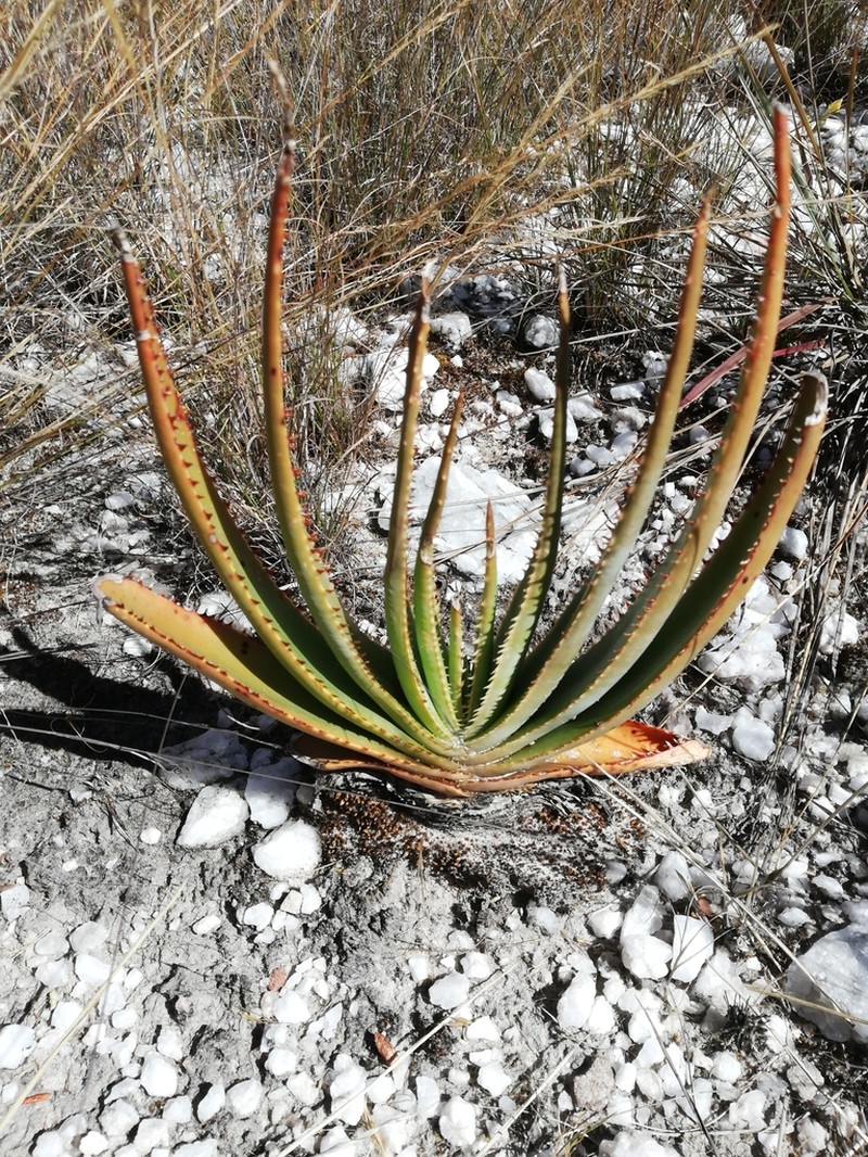 Aloe compressa photo 8