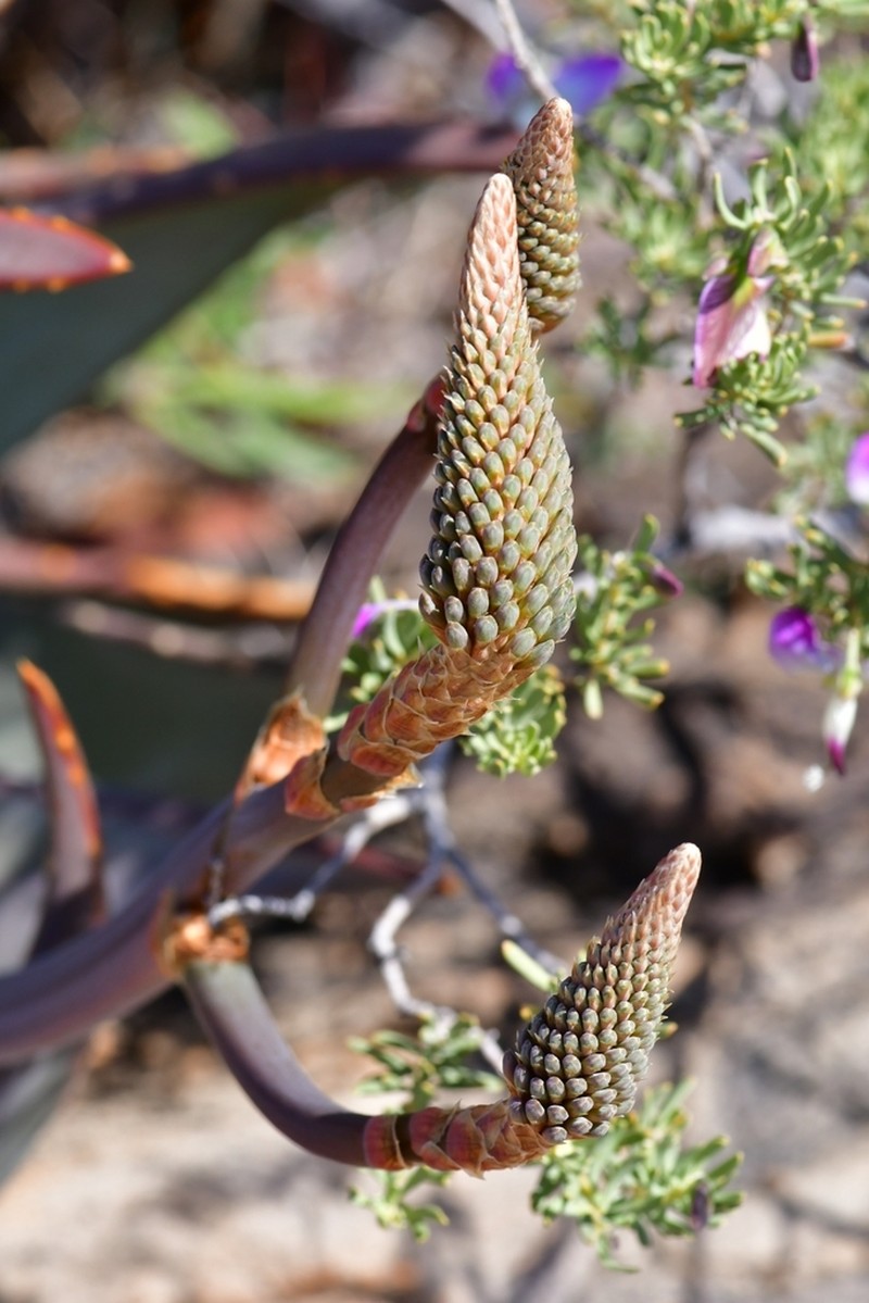 Aloe comptonii photo 2