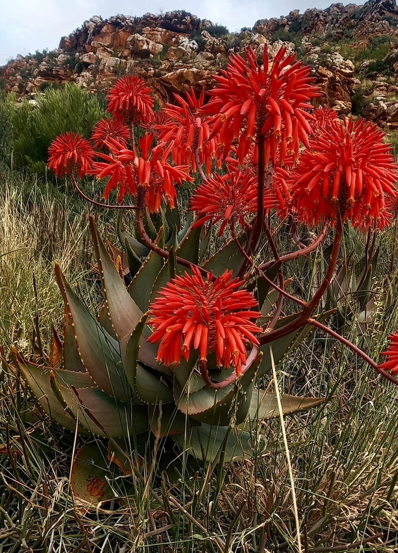 Aloe comptonii photo 3
