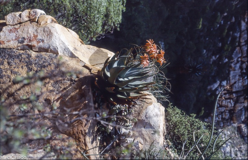 Aloe comptonii photo 4