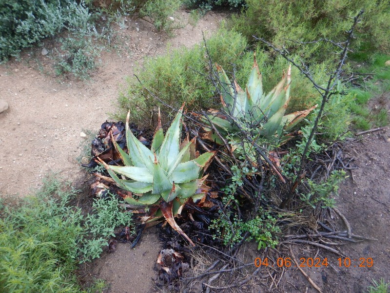 Aloe comptonii photo 5