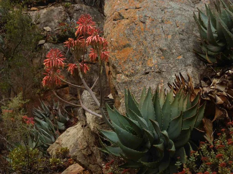 Aloe comptonii photo 6
