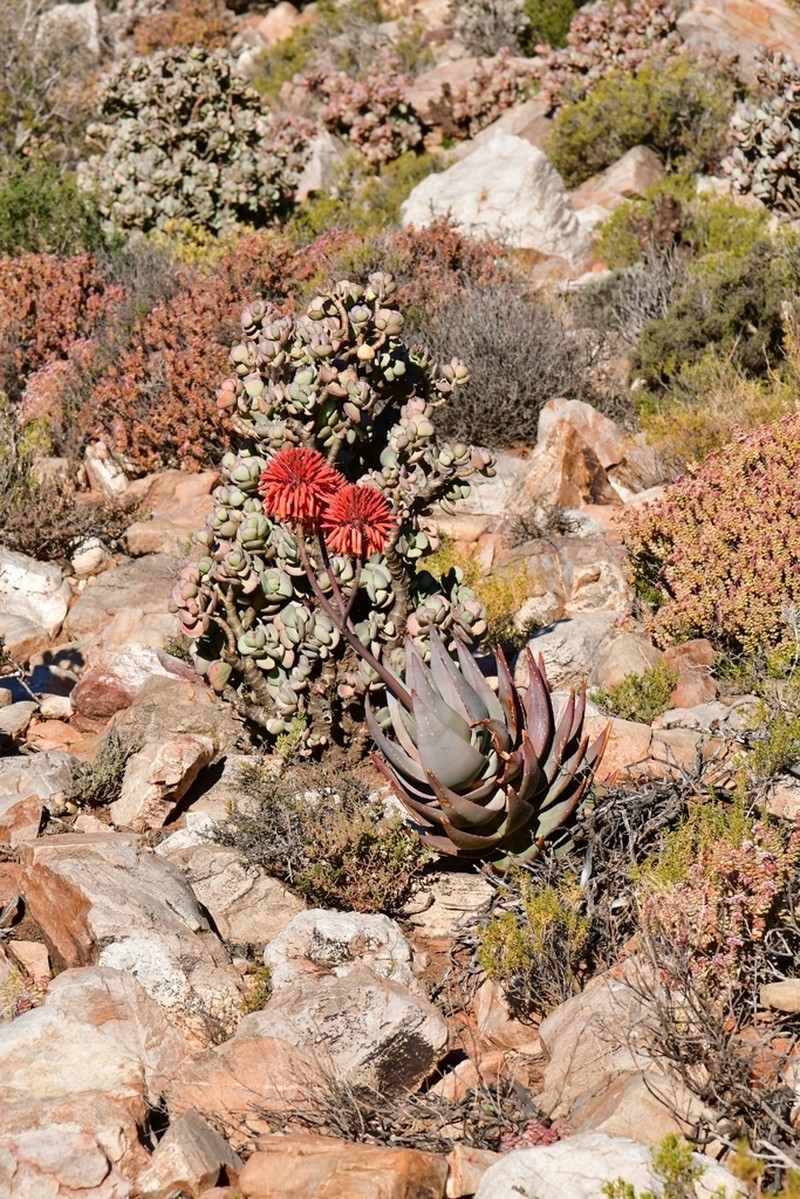 Aloe comptonii photo 7