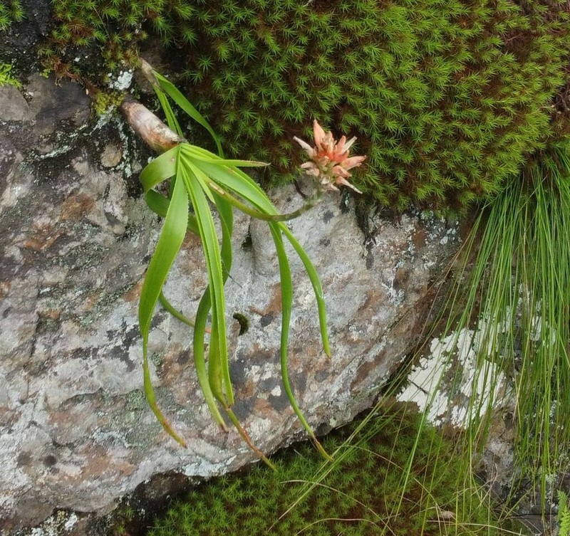 Aloe condyae photo 2