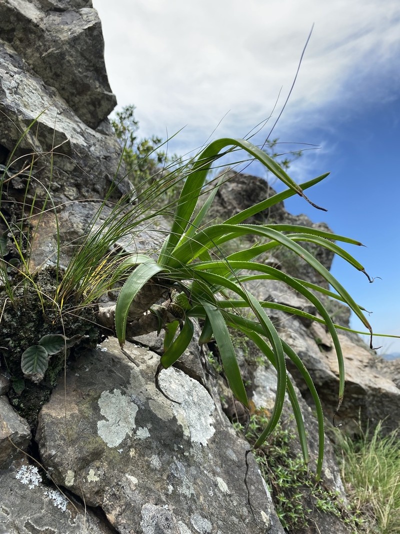Aloe condyae photo 3