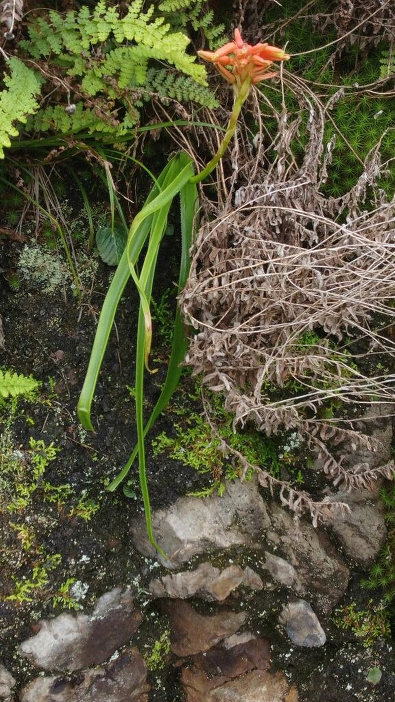 Aloe condyae photo 5