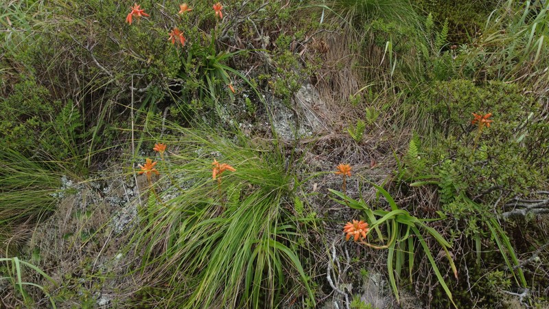 Aloe condyae photo 7