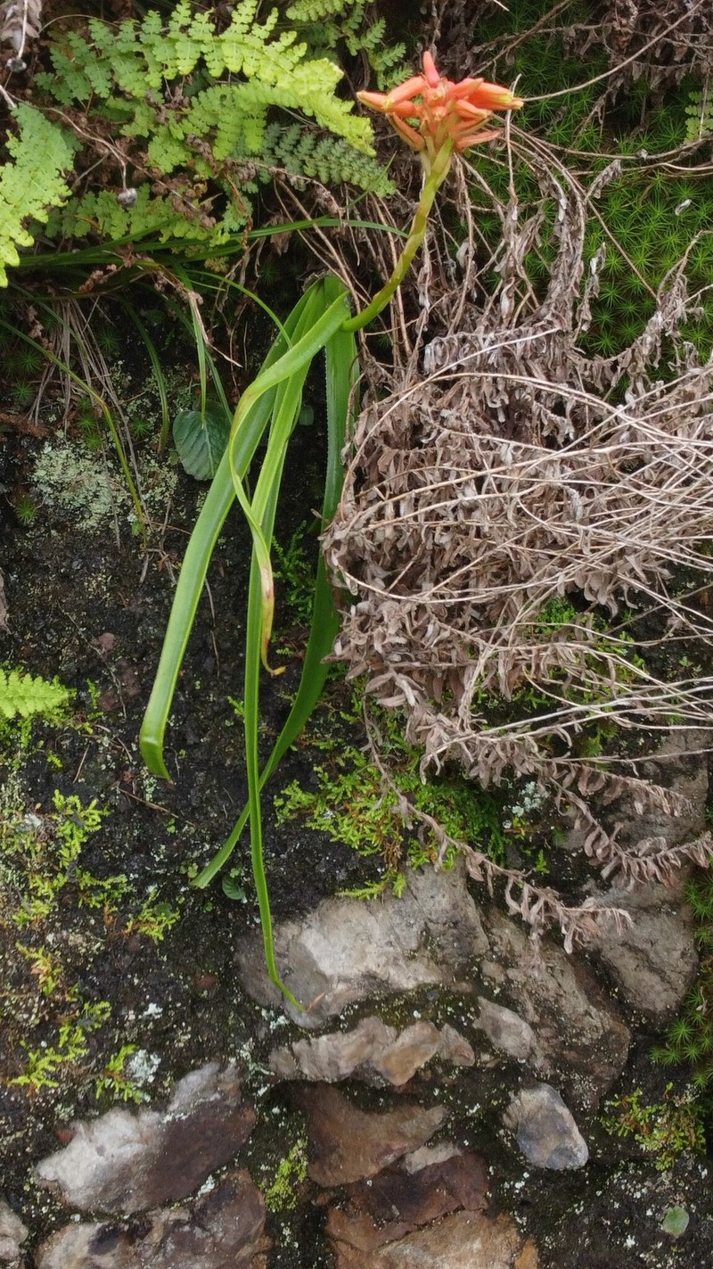Aloe condyae photo 8