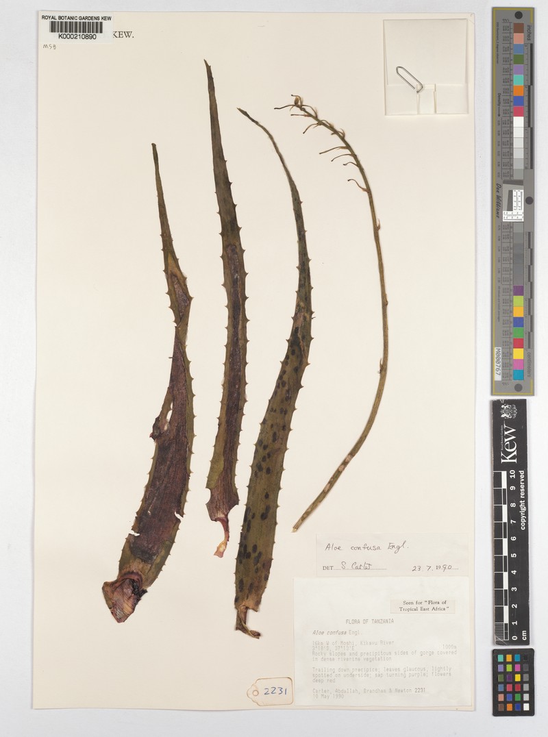 Aloe confusa