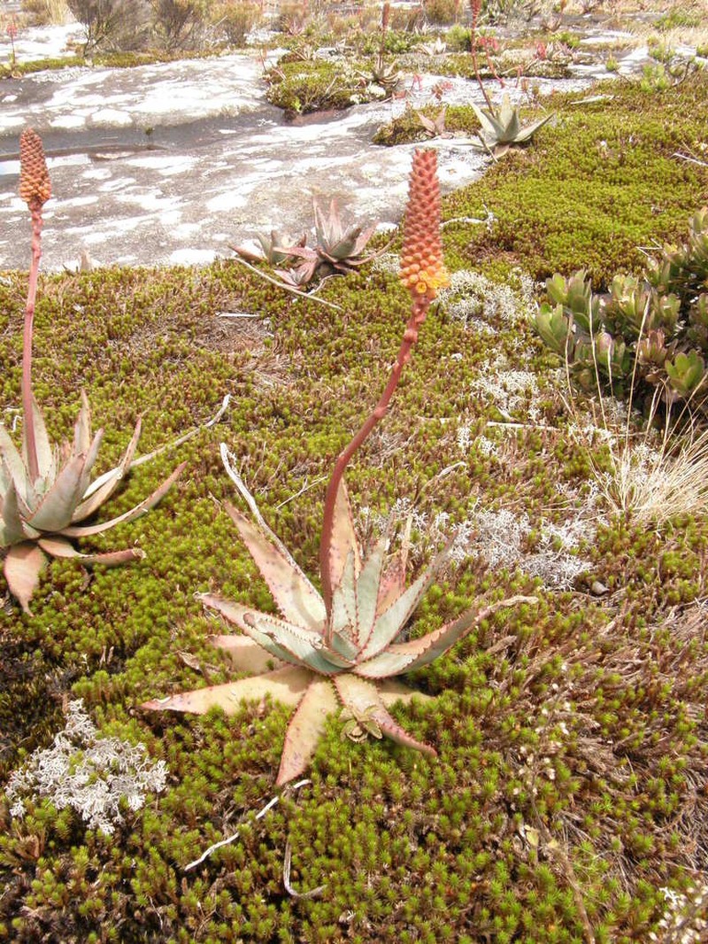 Aloe conifera