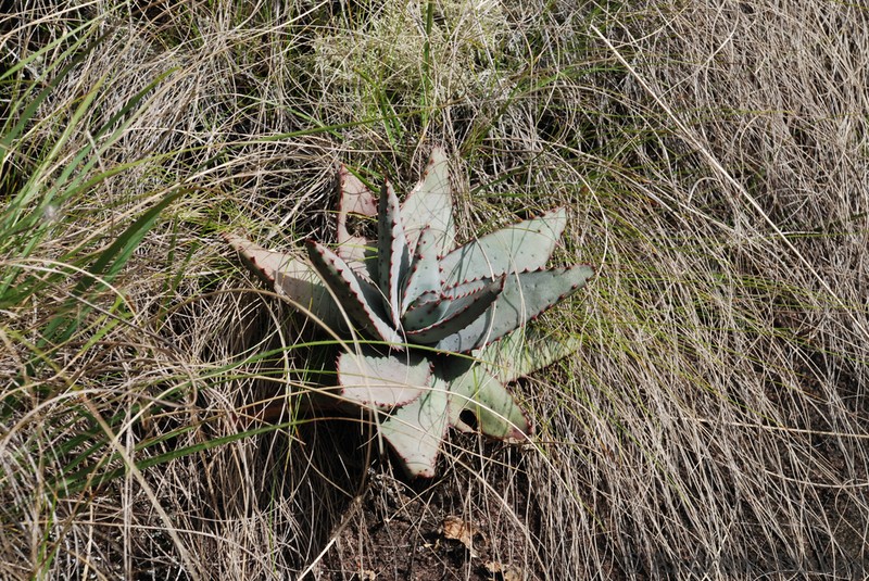Aloe conifera photo 2