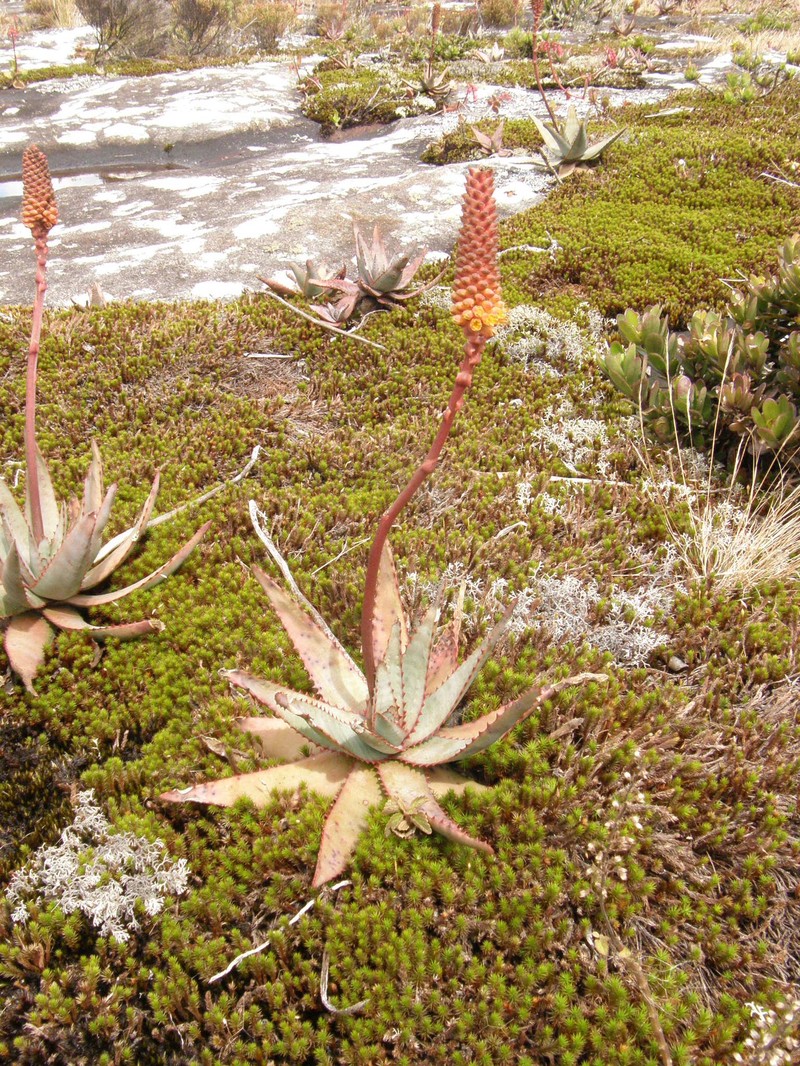 Aloe conifera photo 3