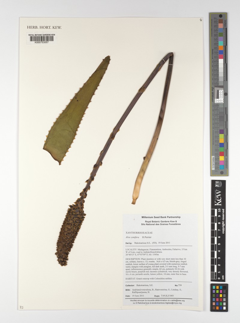 Aloe conifera photo 4
