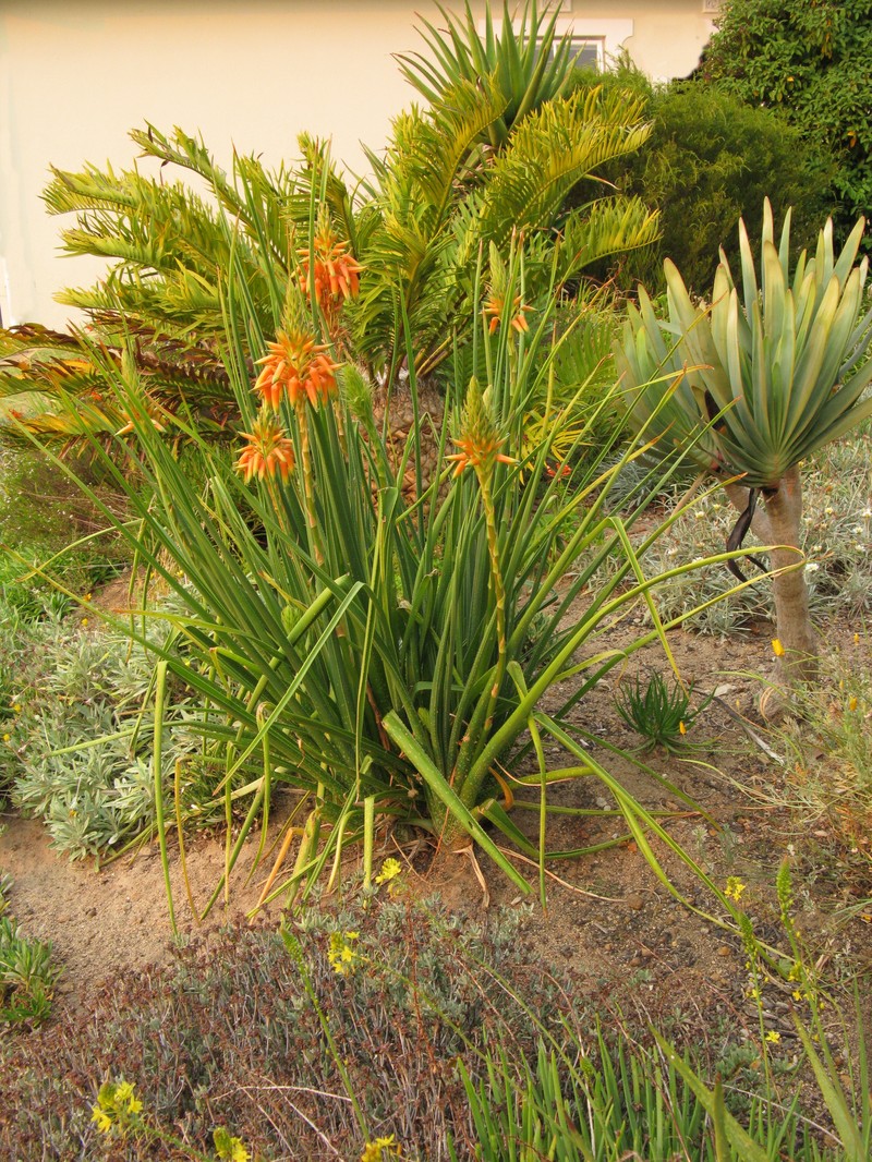 Aloe cooperi