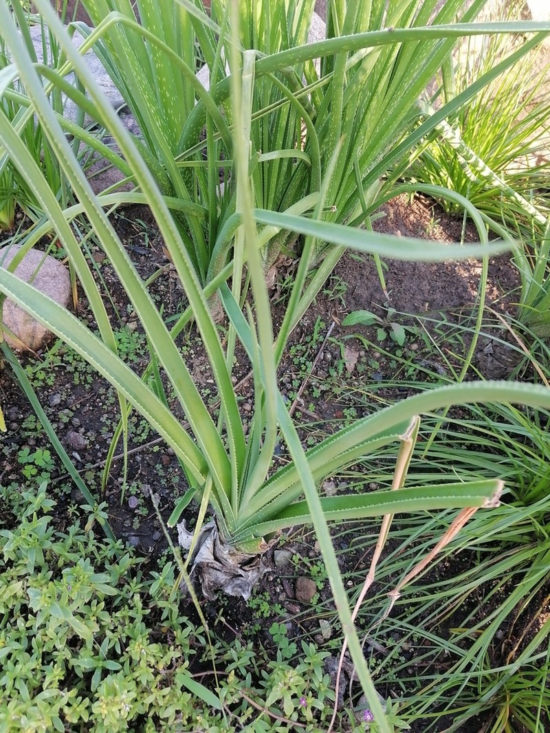 Aloe cooperi photo 2