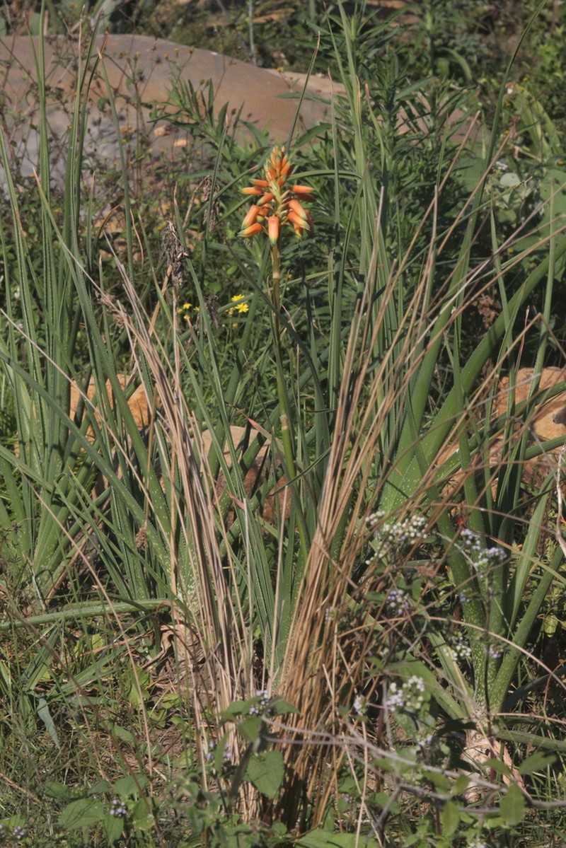 Aloe cooperi photo 3
